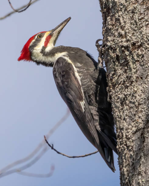 istock Pileated Woodpecker on a tree 1799988416