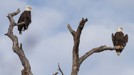 This photo was taken of a bald eagle that was landing on a branch at a local lake.
