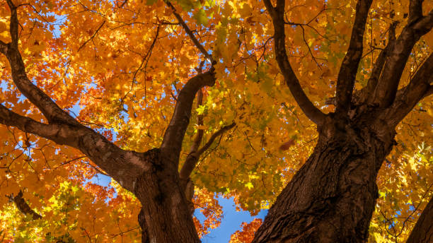 istock Fall autumn leaves in nature 1799989487