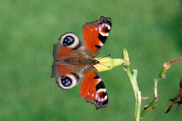istock Peacock butterfly, Inachis io 180001078