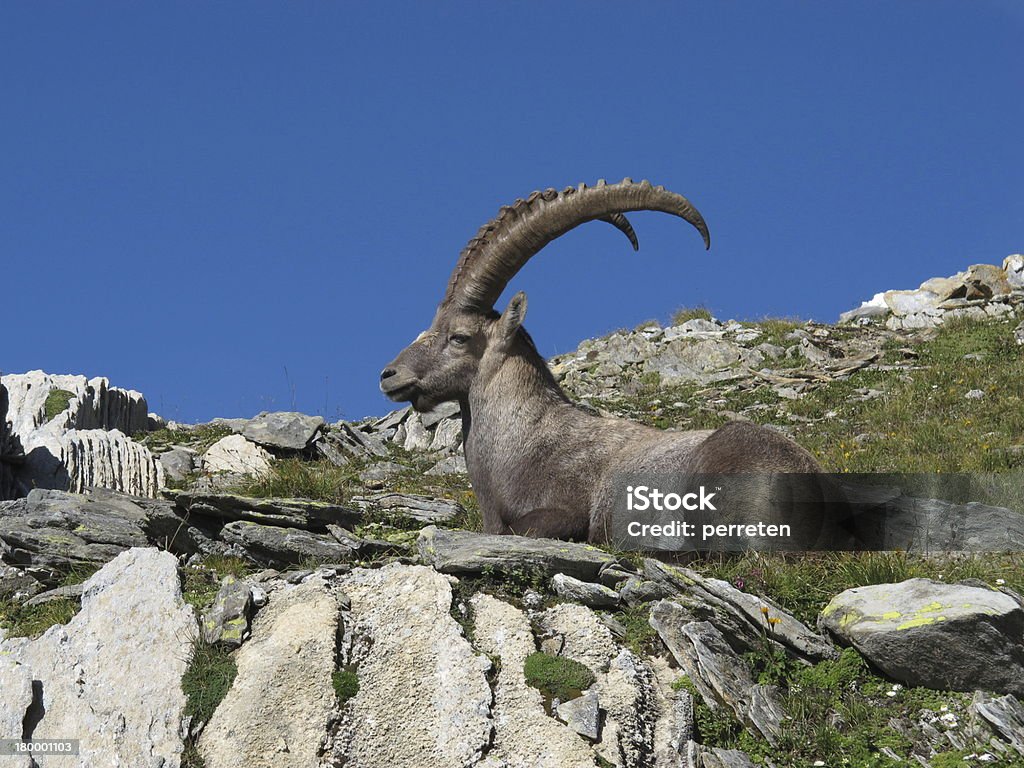 Entspannte alpine ibex - Lizenzfrei Steinbock - Erdzeichen Stock-Foto