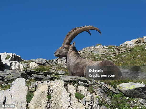 Entspannte Alpine Ibex Stockfoto und mehr Bilder von Steinbock - Erdzeichen - Steinbock - Erdzeichen, Steinbock - Ziege, Alpen