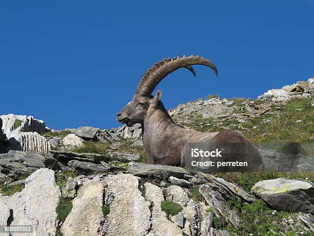 Photo libre de droit de Détendu Bouquetin Des Alpes banque d'images et plus d'images libres de droit de Bouquetin - Bouquetin, Signe du capricorne, Alpes européennes