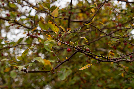 Winterberries tree close up