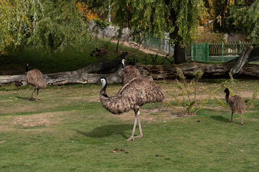 Ostrich at park
