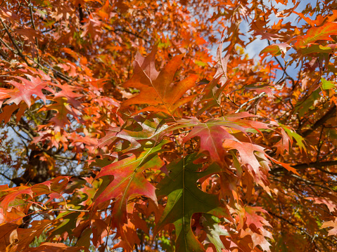 Red oak branch with bright autumn varicolored leaves on a blurred background of the other branches in sunny day,  close-up in selective focus