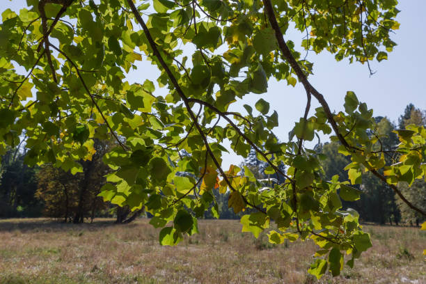 istock Tulip tree branches on blurred background in sunny morning backlit 1800026846