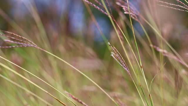 Flower motion wind blowing grass on grassland