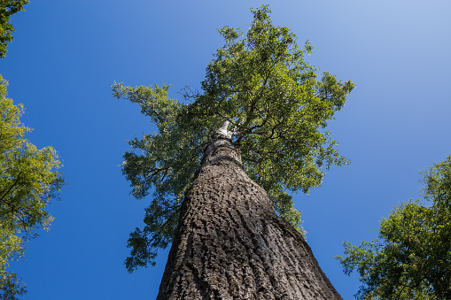 General Sherman Tree in Sequoia National park