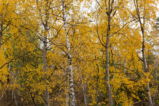 Trunks and branches of the aspens and birches with autumn yellow leaves in forest in overcast morning