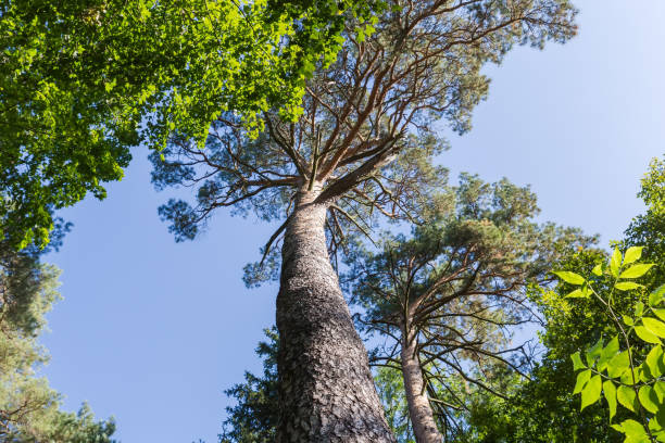 istock Old pine trunk and branches, bottom up view against sky 1800031106