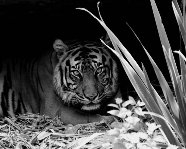 tygrys sumatrzański w czerni i bieli - tiger zoo animal awe zdjęcia i obrazy z banku zdjęć