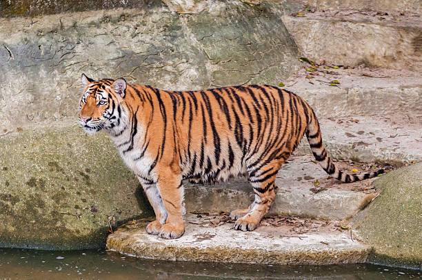 istock Bengal tiger standing on the rock near water 180003327