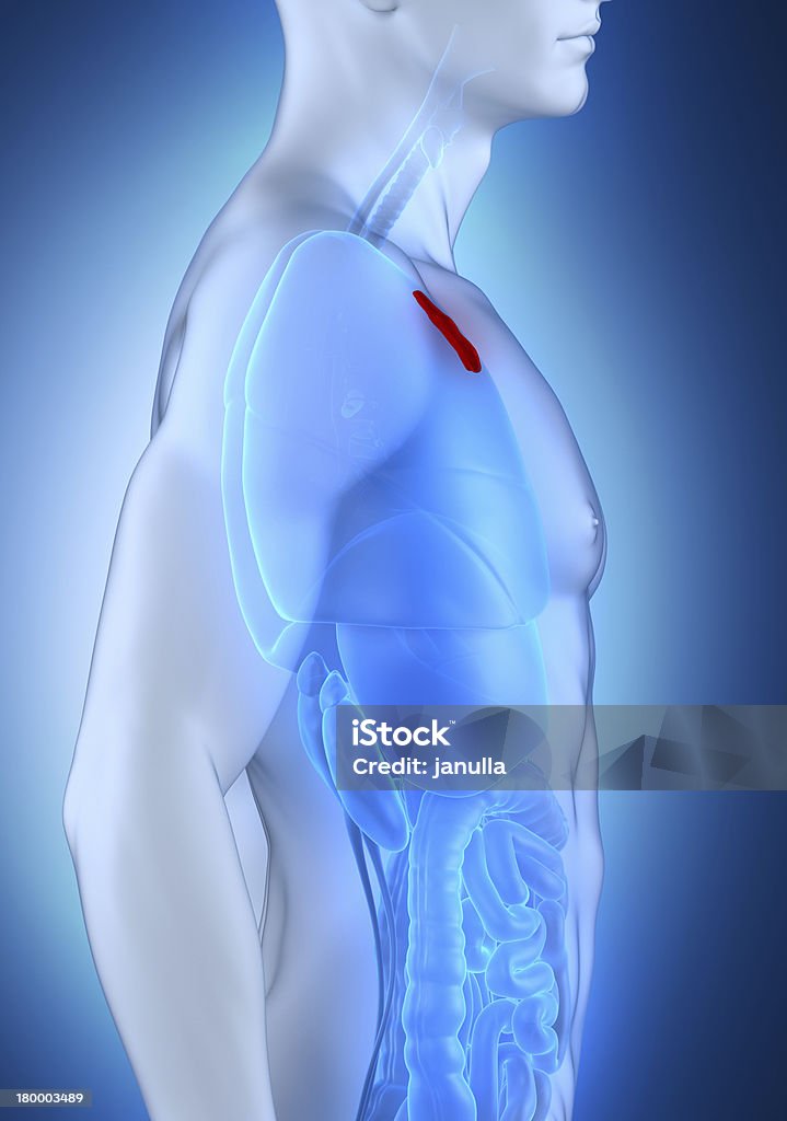 Männliche Thymusdrüse Anatomie seitlichen Blick - Lizenzfrei Anatomie Stock-Foto