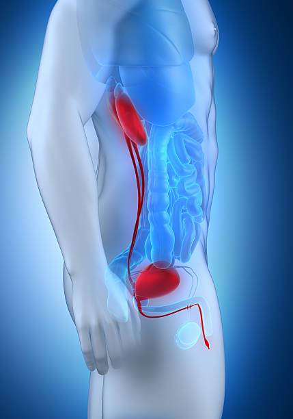 istock Male  urinary system anatomy lateral view 180003493