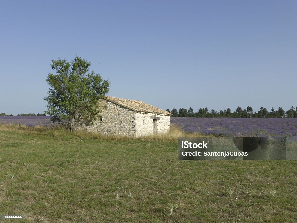 Campo de lavanda com pouco hut - Foto de stock de Agricultura royalty-free