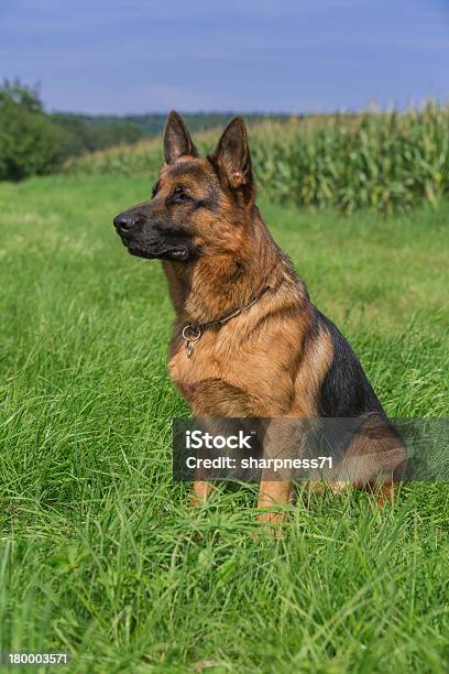 Schäferhund Bix 5 - Fotografias de stock e mais imagens de Animal - Animal, Animal de Estimação, Ao Ar Livre