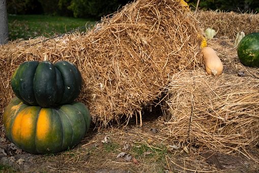 Mixture of different types of pumpkins and gourds.