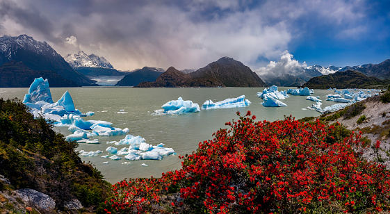 Chilean firebush and icebergs in Largo Grey with the Grey Glacier in the far distance. Torres del Paine National Park, Patagonia in southern Chile, South America.