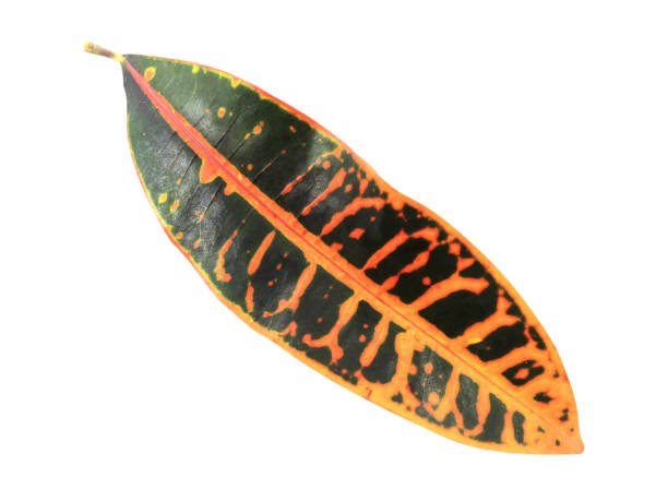 istock green leaf isolated on white background with clipping path. 1800048858