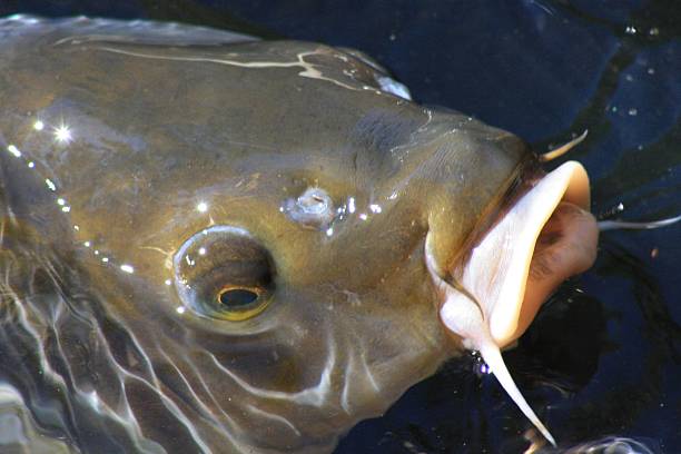 istock Catfish Surfacing on Top of the Pond 180004986