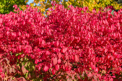 Bush of the Winged euonymus, also known as burning bush with bright red leaves in autumn sunny morning, fragment close-up, background