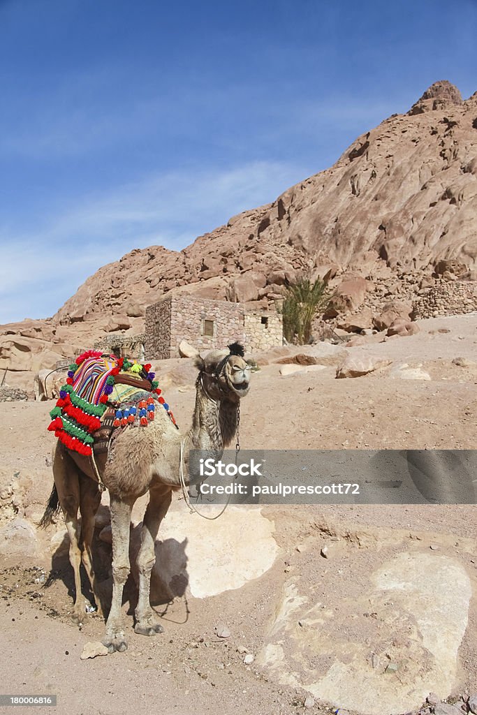 Верблюжий - Стоковые фото Арабеска роялти-фри