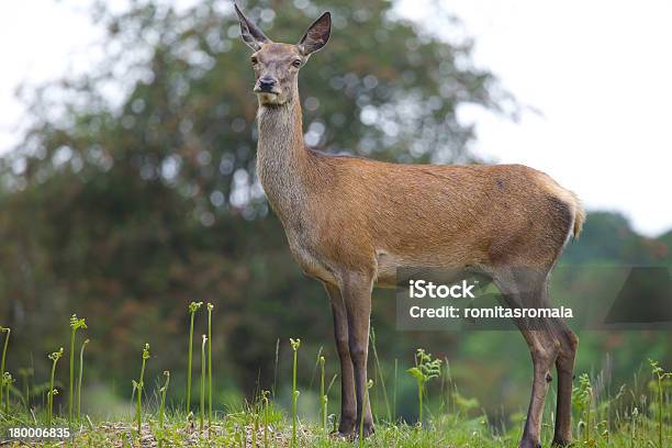 Photo libre de droit de Femelle Red Deer banque d'images et plus d'images libres de droit de Automne - Automne, Brouillard, Cerf