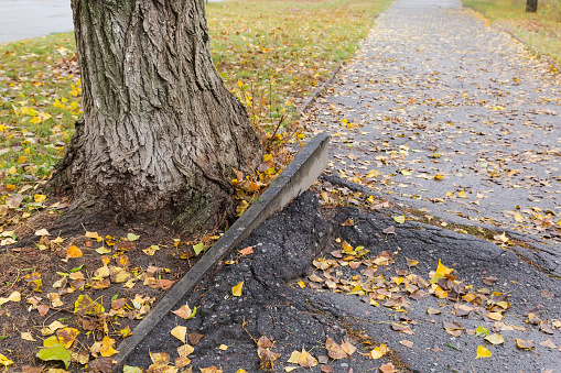 Bottom part of the trunk of old poplar next the asphalt sidewalk destroyed by roots during of the tree growth, view in autumn rainy morning