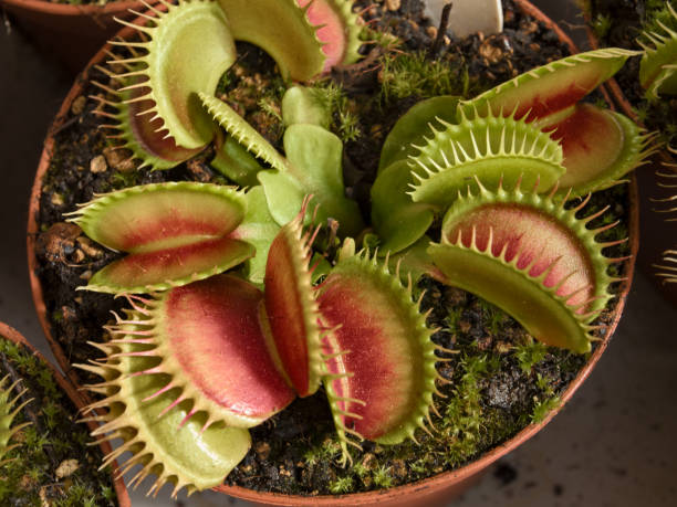 istock carnivorous plant Dionaea Muscipula, know as Venus flytrap. It catches insects with a trapping structure formed by the terminal portion of the leaves 1800088687