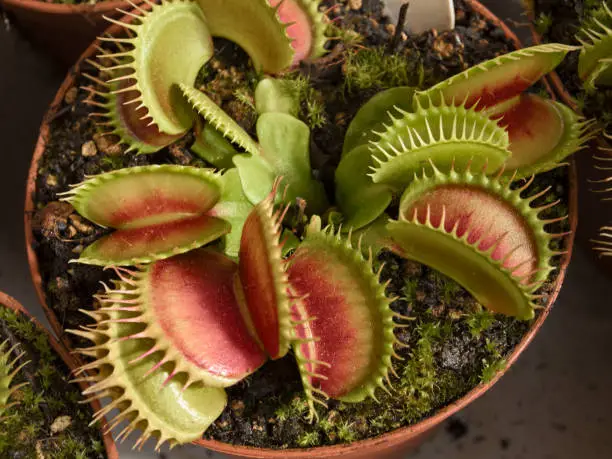 Photo of carnivorous plant Dionaea Muscipula, know as Venus flytrap. It catches insects with a trapping structure formed by the terminal portion of the leaves