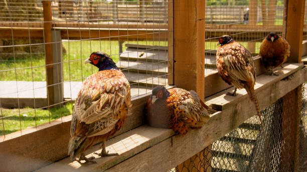 Beautiful quail on a bird farm in a cage