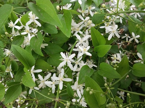 This fragrant, flowery vine is perfect for Texas gardeners to grow in fall.The sweet autumn clematis is a vine species that doesn't have trouble growing in Texas.