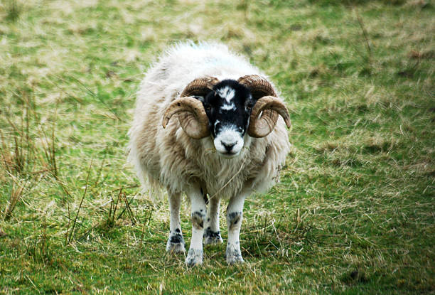istock Curly-horned ram (sheep) in a green field 180011602