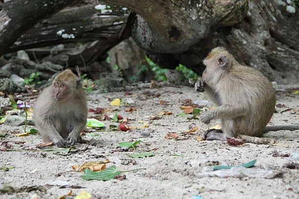 2 macaques on the beach looking to the left