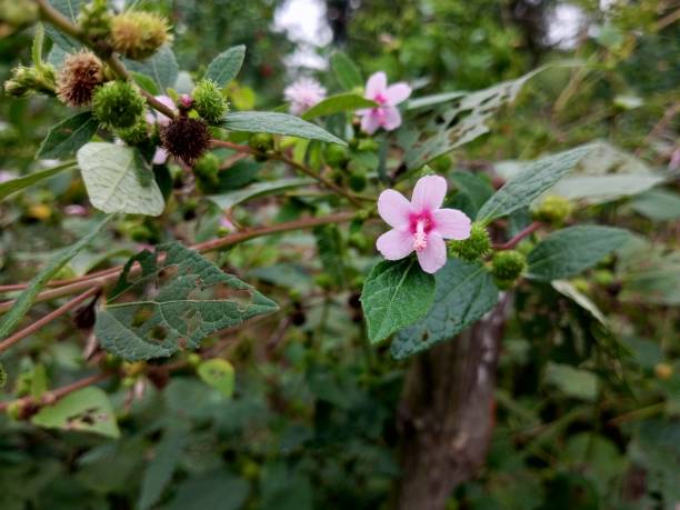 Urena lobata, commonly known as Caesarweed or Congo jute, is a tender perennial, variable, erect, ascendant shrub or subshrub measuring up to 0.5 meters (1.6 ft) to 2.5 meters (8.2 ft) tall. Urena lobata, commonly known as Caesarweed or Congo jute, is a tender perennial, variable, erect, ascendant shrub or subshrub measuring up to 0.5 meters (1.6 ft) to 2.5 meters (8.2 ft) tall. urena lobata photos stock pictures, royalty-free photos & images