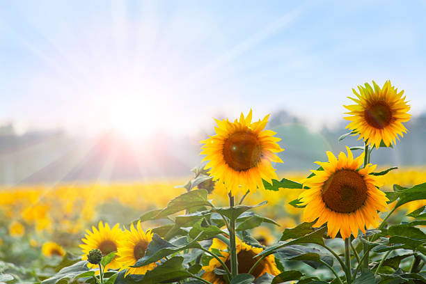 verano tiempo: tres sunflowers al amanecer - agriculture beauty in nature flower blossom fotografías e imágenes de stock
