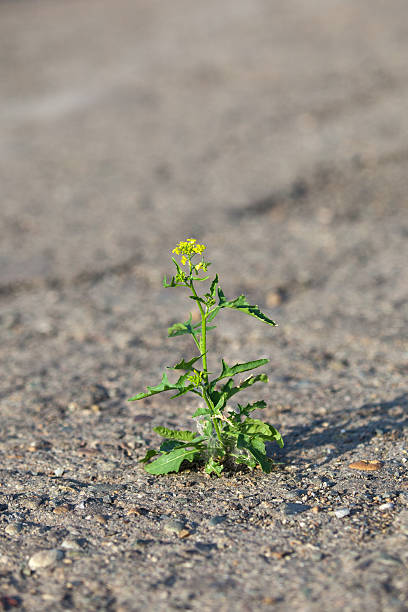 istock Flower growing through hard asphalt. 180013108