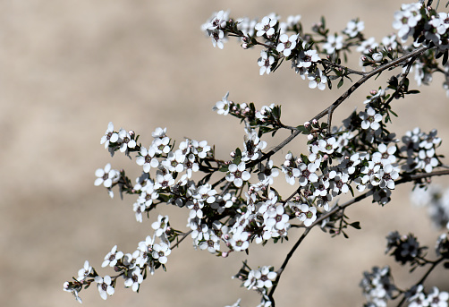 White blossoms of the Australian native Stringybark Tea Tree Leptospermum jingera, family Myrtaceae