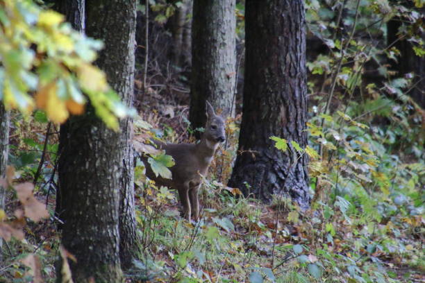 istock Young deer in woodland 1800142350
