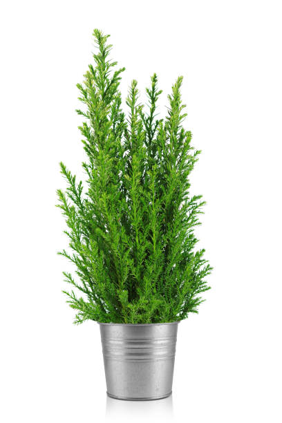 istock Christmas tree in an iron bucket isolated on a white background with space for a copy. 1800148205