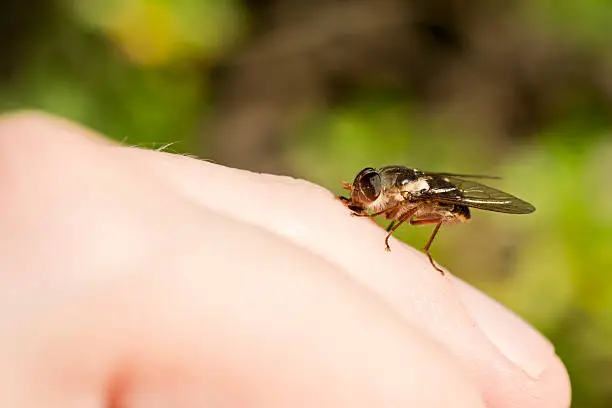 Photo of Blood Sucking March Fly on Human Finger