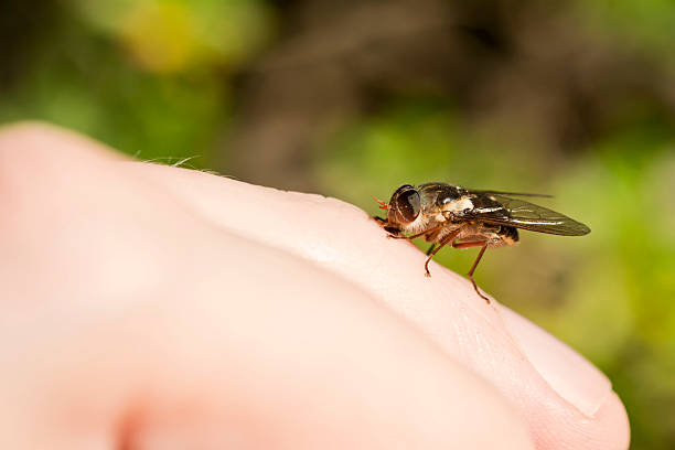 ssać krew marca poleć na ludzki palec - horse fly zdjęcia i obrazy z banku zdjęć