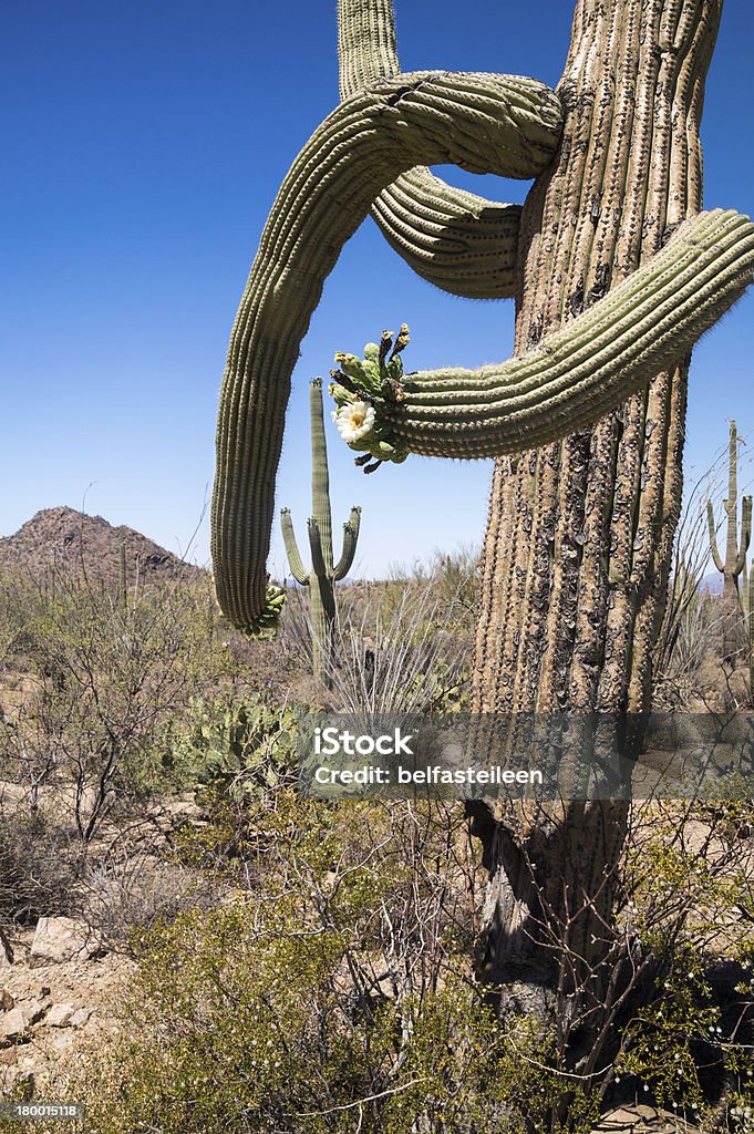 Pustynia kwitnienia Cactus - Zbiór zdjęć royalty-free (Bez ludzi)