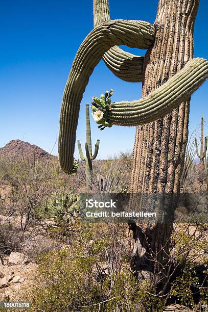 Pustynia Kwitnienia Cactus - zdjęcia stockowe i więcej obrazów Bez ludzi - Bez ludzi, Fotografika, Główka kwiatu