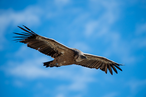 Golden Eagle flying by in the Yellowstone Ecosystem in western USA of North America. Nearest cities are Denver, Colorado, Salt Lake City, Jackson, Wyoming, Gardiner, Cooke City, Bozeman, and Billings, Montana,