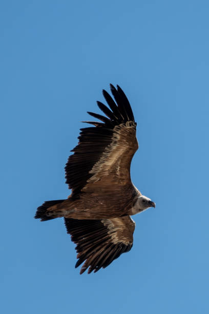 istock vultures in flight over the town of Tavertet. Flying using air currents over cliffs 1800152605