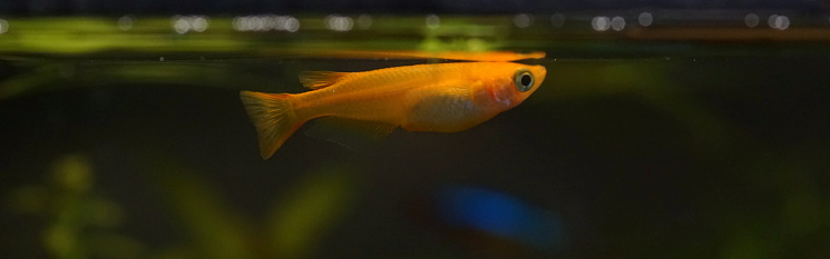 Beautiful orange Japanese killifish, Yang Guifei medaka