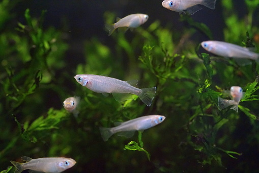 Japanese blue killifish, a freshwater fish that lives in Japanese streams