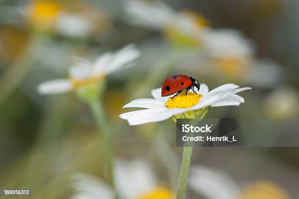 Coccinella Su Margherita Bella Estate Foto - Fotografie stock e altre immagini di Ambientazione esterna - Ambientazione esterna, Ambiente, Animale